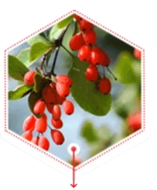 Berberine Extract