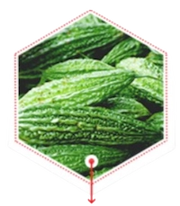 Bitter Melon