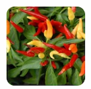 Capsicum Annuum
