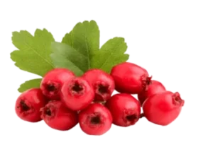 CircO2 Ingredient - Hawthorn Berry