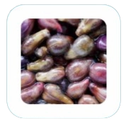 Grape Seed
