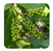 Gymnema Sylvestre