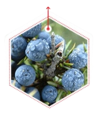 Juniper Berry