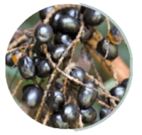 Saw Palmetto