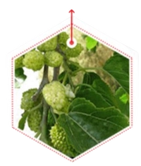 White Mulberry Leaf