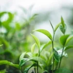 Green Tea Leaf Extract