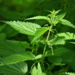 Nettle Leaf Extract